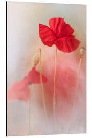 Magnettafel Schöne Mohnblume