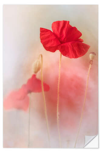 Selvklebende plakat Lovely Poppy