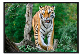 Gerahmter Kunstdruck Amur-Tiger