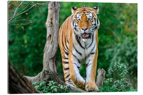 Gallery print Amur Tiger