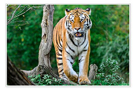 Plakat Amur Tiger