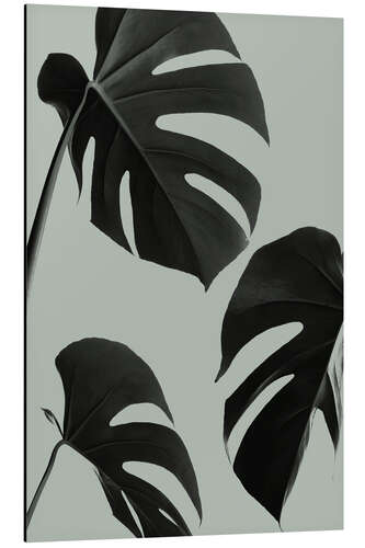 Aluminium print Monstera leaves