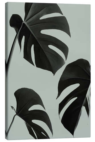 Canvas print Monstera leaves