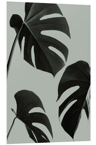 Foam board print Monstera leaves