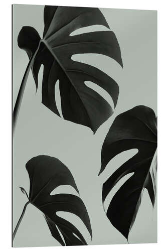 Galleriprint Monstera leaves