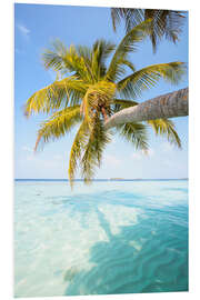 Foam board print Palm tree and ocean