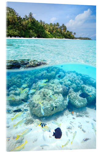 Akrylbillede In the sea of Maldives