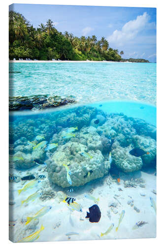 Tableau sur toile Dans la mer des Maldives