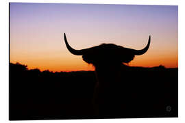 Aluminium print Bull silhouette in the sunset