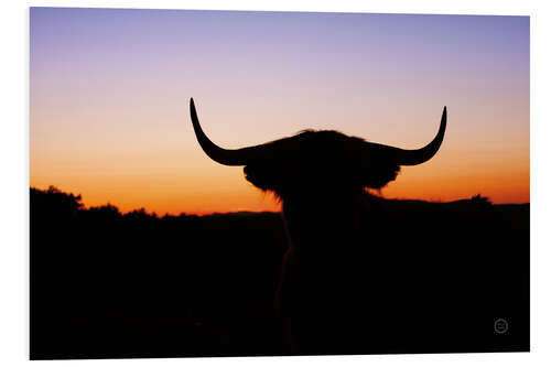 Foam board print Bull silhouette in the sunset