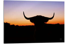 Gallery print Bull silhouette in the sunset