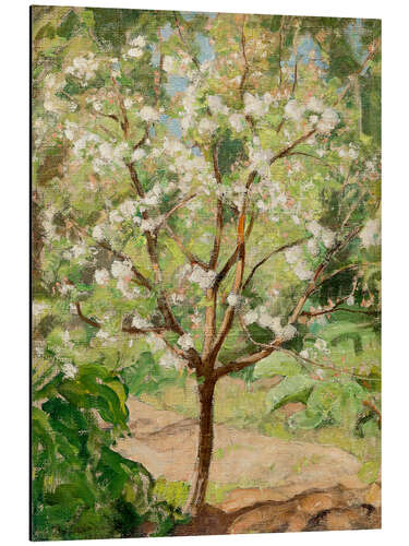 Aluminium print Blooming apple tree