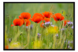 Gerahmter Kunstdruck Mohnblütenfeld