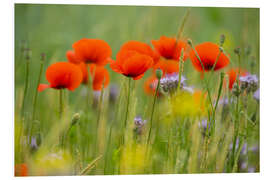 Foam board print Poppy field