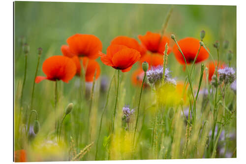 Gallery print Poppy field