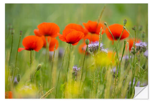 Selvklebende plakat Poppy field