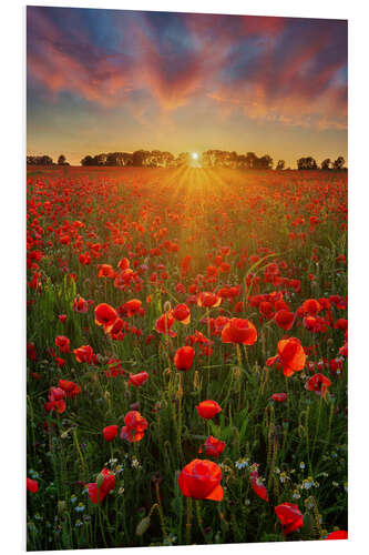 Foam board print Poppies at sunset II