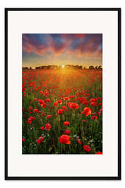 Gerahmter Kunstdruck Mohnblumen bei Sonnenuntergang II