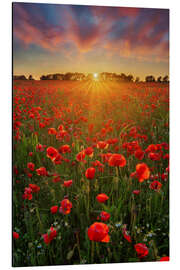 Magnettafel Mohnblumen bei Sonnenuntergang II