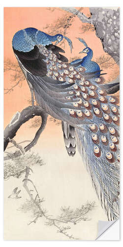 Selvklebende plakat Peacocks
