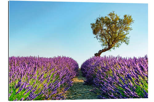 Gallery print Provence