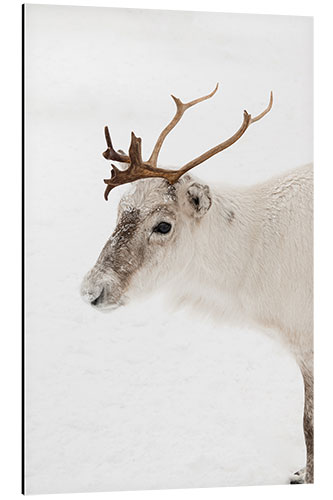 Aluminium print Reindeer in the snow in Norway I