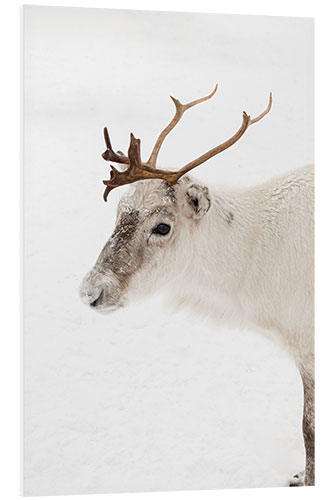 Foam board print Reindeer in the snow in Norway I