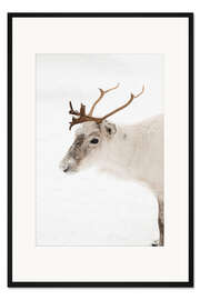 Gerahmter Kunstdruck Rentiere im Schnee in Norwegen I