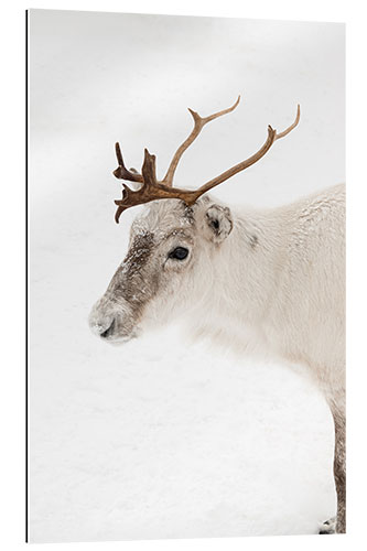 Gallery print Reindeer in the snow in Norway I