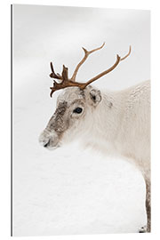 Galleriprint Reindeer in the snow in Norway I