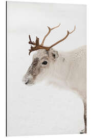 Magnettafel Rentiere im Schnee in Norwegen I