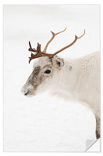 Naklejka na ścianę Reindeer in the snow in Norway I