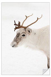 Naklejka na ścianę Reindeer in the snow in Norway I