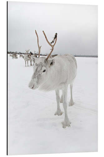 Aluminium print White reindeer in Norway II