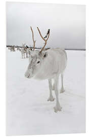 Foam board print White reindeer in Norway II