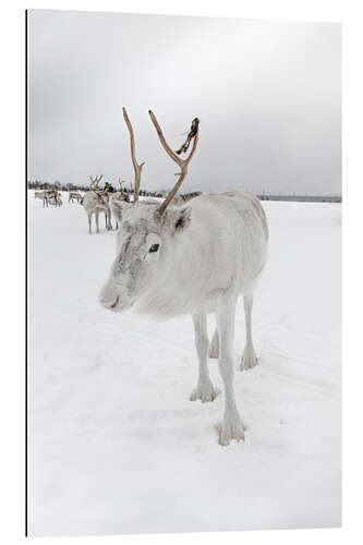 Gallery print White reindeer in Norway II