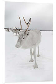 Galleriprint White reindeer in Norway II