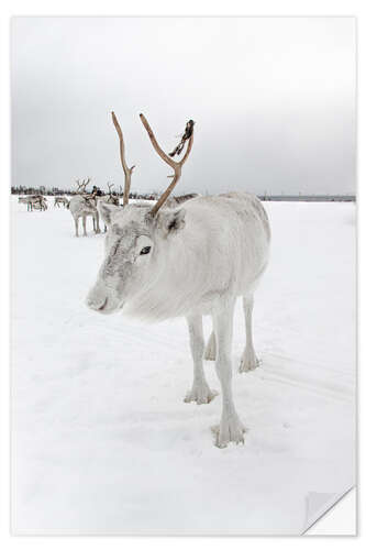 Naklejka na ścianę White reindeer in Norway II