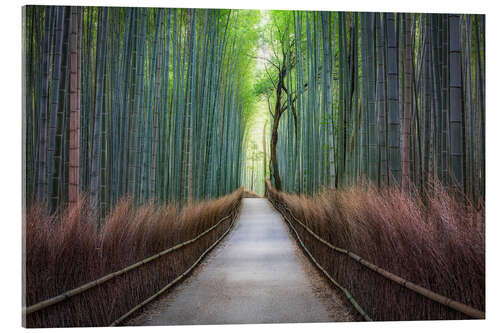 Acrylic print Arashiyama Bambuswald in Kyoto, Japan