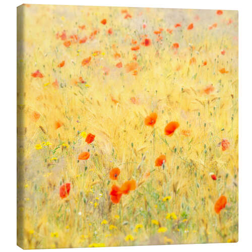 Stampa su tela Poppy flowers blowing in the wind