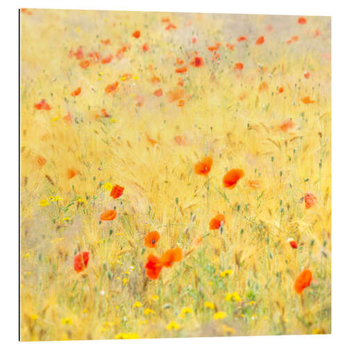 Stampa su plexi-alluminio Poppy flowers blowing in the wind