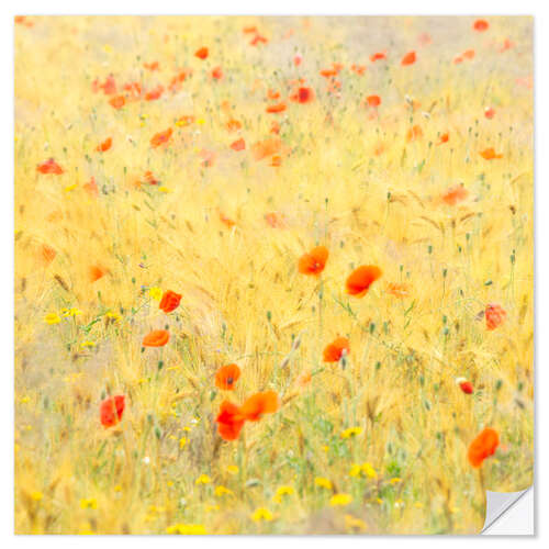 Sticker mural Poppy flowers blowing in the wind