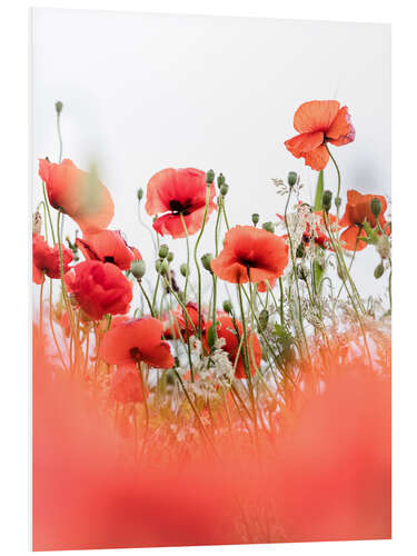 PVC print Cheerful Poppies