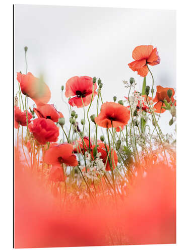 Gallery print Cheerful Poppies