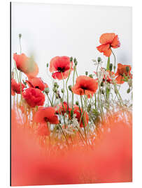 Magnettafel Fröhliche Mohnblumen