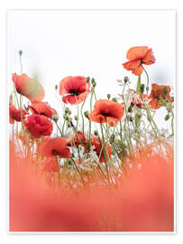 Wall print  Cheerful Poppies - Bob Daalder
