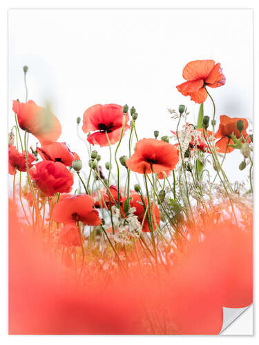 Selvklebende plakat Cheerful Poppies