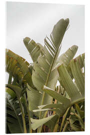 Acrylic print Banana leaves