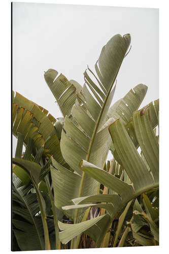 Aluminiumsbilde Banana leaves