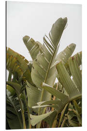 Aluminiumsbilde Banana leaves